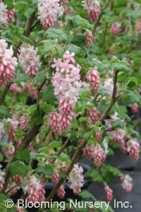 Ribes sanguineum 'Pokey's Pink'                   